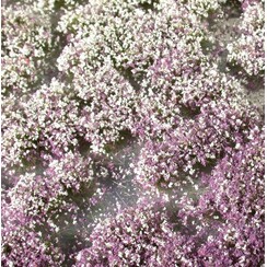 Blossom Tufts Early Fall 1 : 87 - 726-23 S