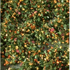 Weed Tufts Early Fall 1 : 45+ - 725-33 S