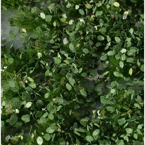 MiniNatur Weed Tufts Summer 1 : 45+ - 725-32 S