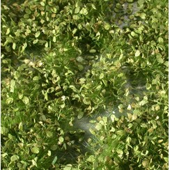 Weed Tufts Spring 1 : 45+ - 725-31 S