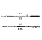 C5 cable