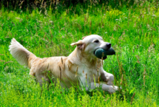 Onze golden retriever die als de beste luistert (en soms helemaal niet)