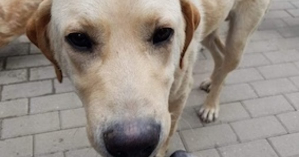 Doggi.nl sponsort Leon, een straathond in Macedonië