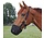 Horse muzzle, anti grazing synthetic