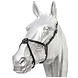 Grackle noseband Z Grackle noseband Z