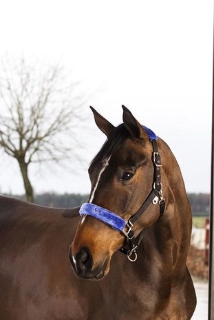 FinnTack Katje klein neusriem FT