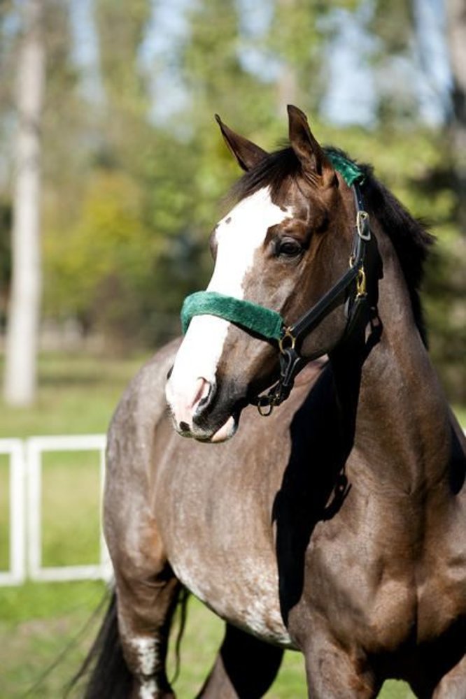 FinnTack Katje klein neusriem FT