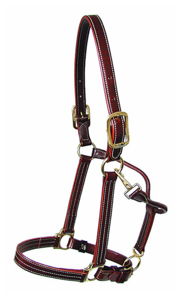 Walsh Lederen Halter