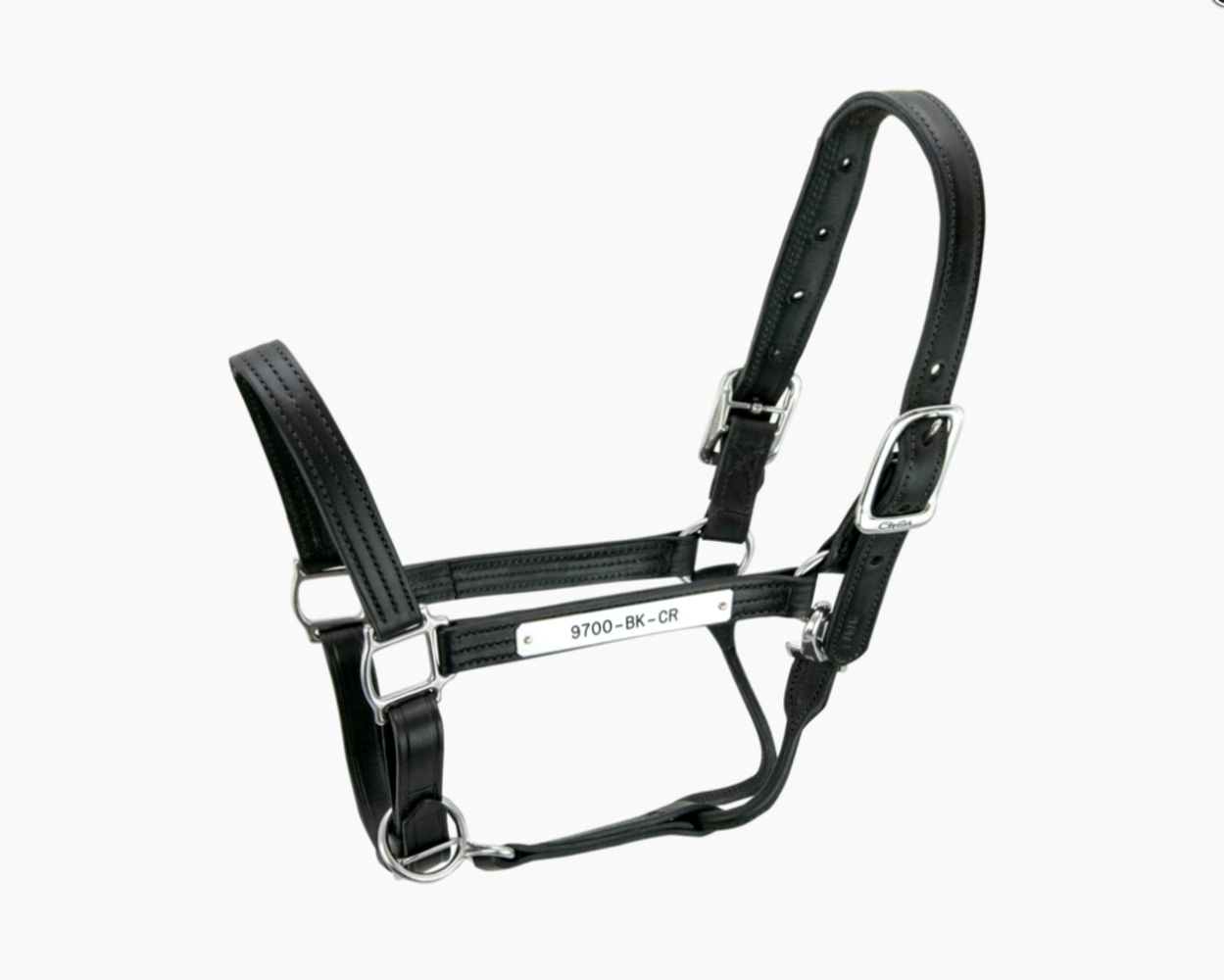 Walsh Lederen Halter
