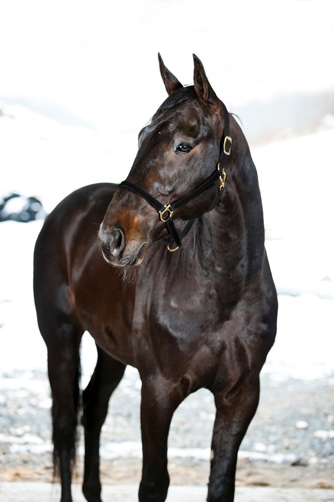 FinnTack Yankee nylon halter