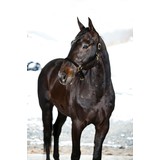 FinnTack Yankee nylon halter