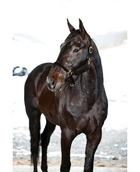 FinnTack Yankee halster nylon