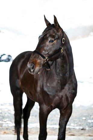 FinnTack Yankee nylon halter