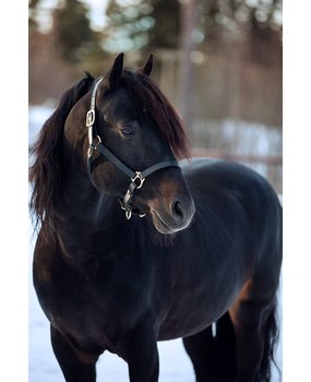 FinnTack American halter leather