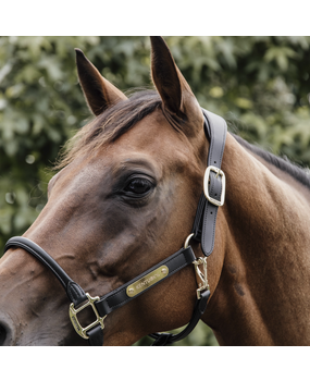 Kentucky Licol anatomique cuir Kentucky Licol anatomique cuir