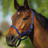 Trotdirect Basic halter
