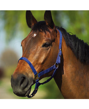 Trotdirect Licol basic