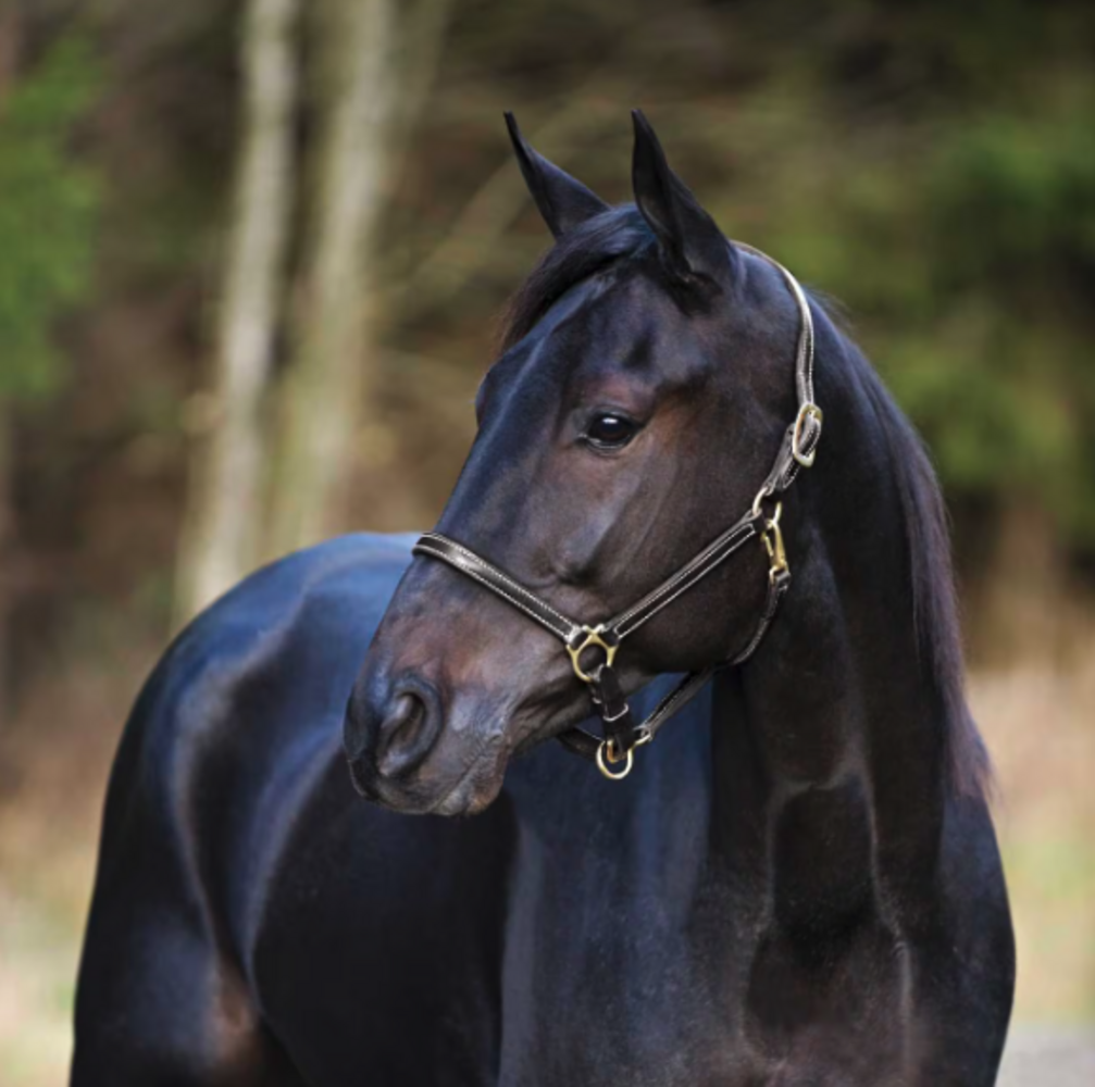 FinnTack Licol Cuir FinnTack Licol Cuir