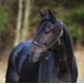 FinnTack Leather Halter FinnTack Leather Halter