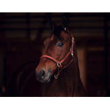 FinnTack Leather Halter