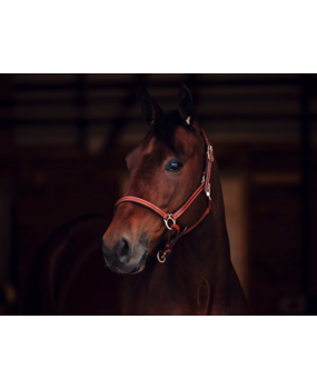 FinnTack Licol Cuir