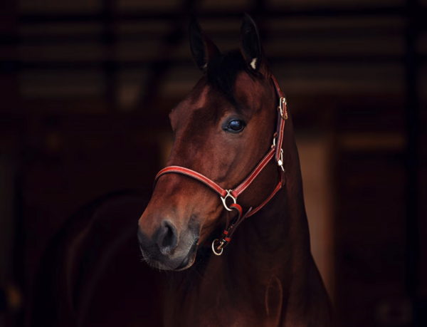 FinnTack Licol Cuir FinnTack Licol Cuir