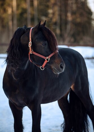 FinnTack Leather Halter heavy FinnTack Leather Halter heavy