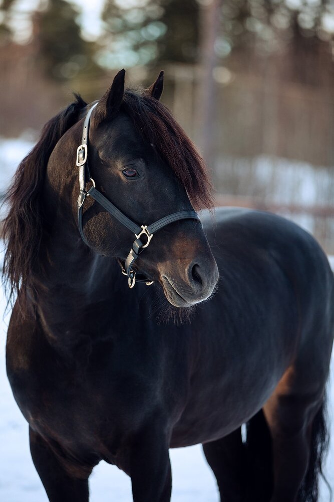 FinnTack Halter leer dik FinnTack Halter leer dik