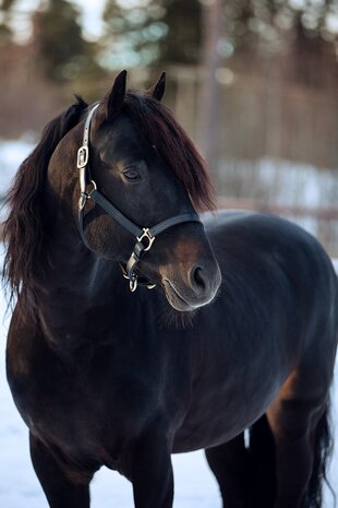 FinnTack Halter leer dik FinnTack Halter leer dik