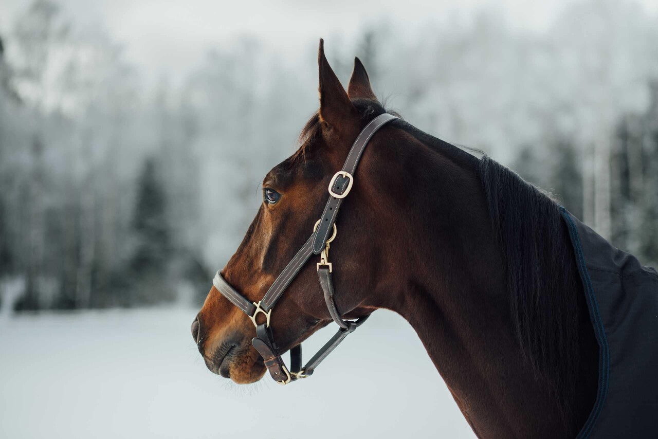 FinnTack Leather Halter heavy FinnTack Leather Halter heavy