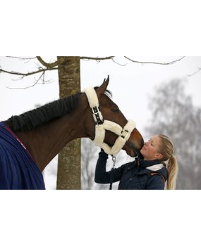 Kentucky Licol de transport mouton Kentucky Licol de transport mouton