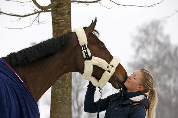 Kentucky Licol de transport mouton Kentucky Licol de transport mouton