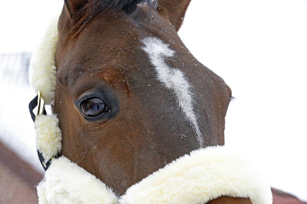 Kentucky Transporthalter wol Kentucky Transporthalter wol