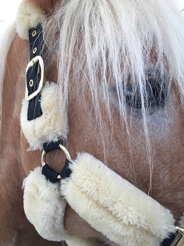 Kentucky Sheepskin shipping halter full Kentucky Sheepskin shipping halter full