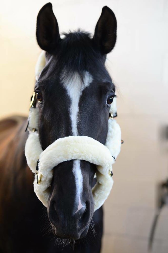 Kentucky Transporthalter wol Kentucky Transporthalter wol