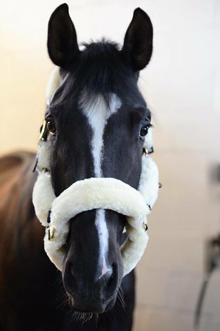 Kentucky Licol de transport mouton Kentucky Licol de transport mouton