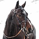 FinnTack Synthetic bridle FT FinnTack Synthetic bridle FT