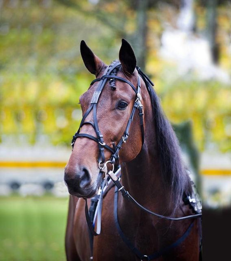 FinnTack Synthetic bridle FT FinnTack Synthetic bridle FT