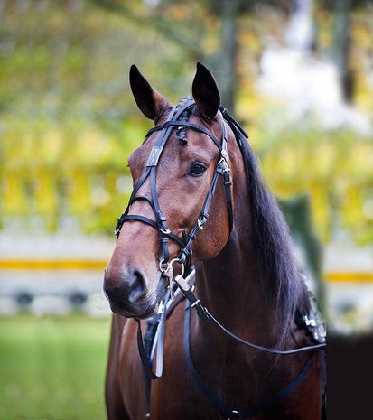 FinnTack Synthetic bridle FT FinnTack Synthetic bridle FT