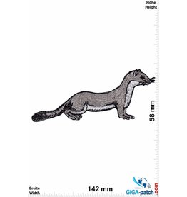 Marten - Weasel - Hermelin