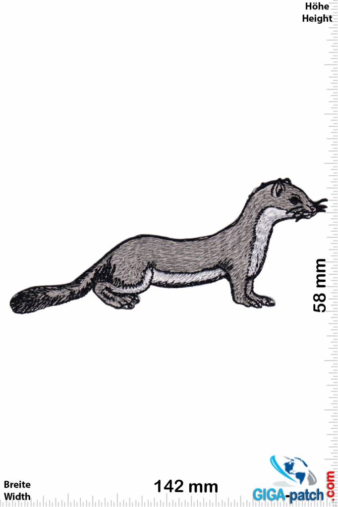 Marten - Weasel - Hermelin