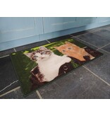 Twee mooie katten op tapijt Afmeting 50x80cm