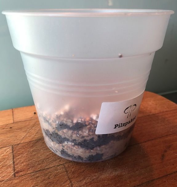 Pilzpaket Pilzpaket Blumentopf Pilzzuchtset Florida Austernpilze  zur Herstellung von eigenem Pilzsubstrates