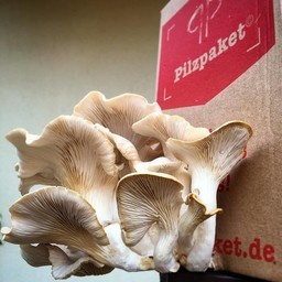 Pilzpaket 2 Pilzpaket Pilzsubstrate + 2 Pilzzuchtset gratis!