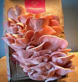 Pilzpaket Rosenseitlinge auch Flamingoseitlinge, Rosaseitlinge gennant