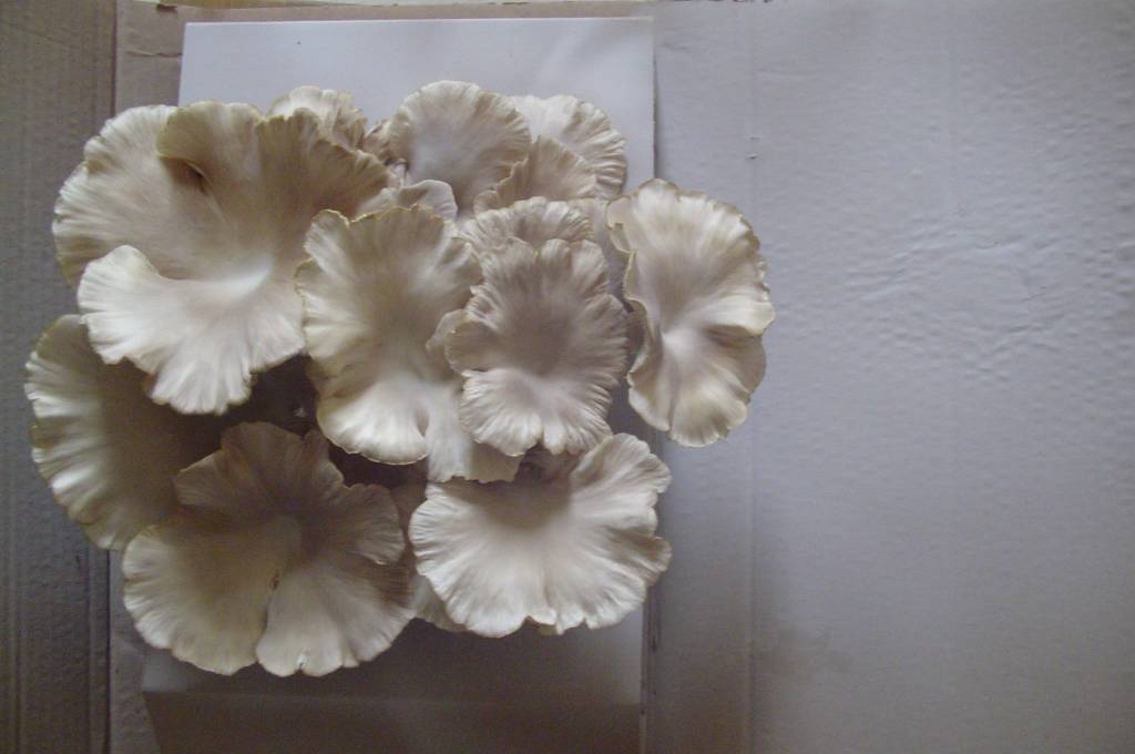 Pilzpaket Sommer Austernpilze oder Lungen-Seitling und löffelförmiger Seitling