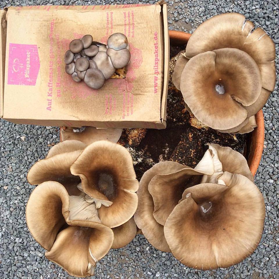 Pilzpaket Pilzbrut Florida Austernpilze zur Herstellung von eigenem Pilzsubstrat