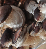 Pilzpaket Pilzbrut Shiitake (Shii-Take) zur Herstellung von eigenem Pilzsubstrat
