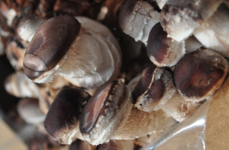 Pilzpaket Pilzbrut Shiitake (Shii-Take) zur Herstellung von eigenem Pilzsubstrat