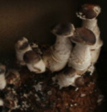 Pilzpaket Pilzbrut Shiitake (Shii-Take) zur Herstellung von eigenem Pilzsubstrat